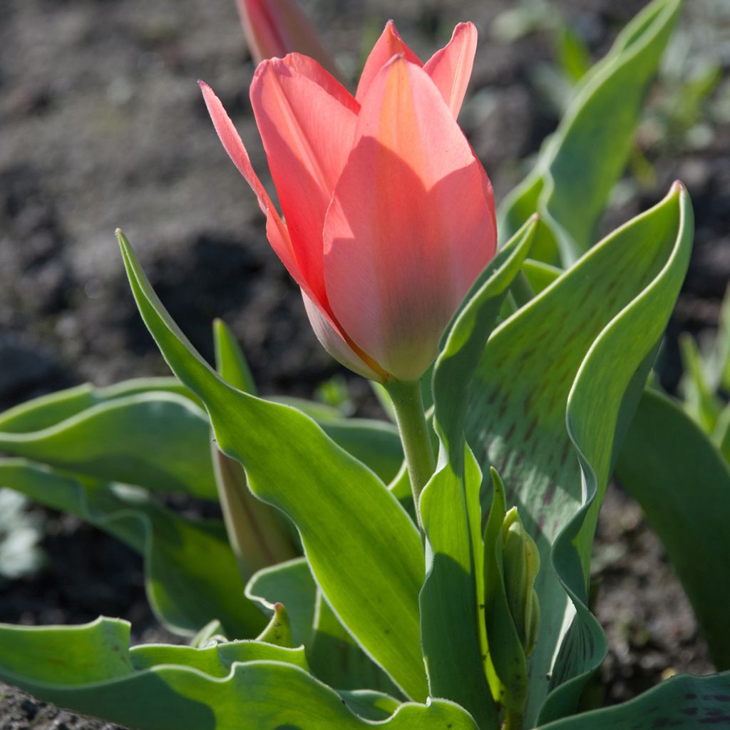 Tulipano greigii Toronto