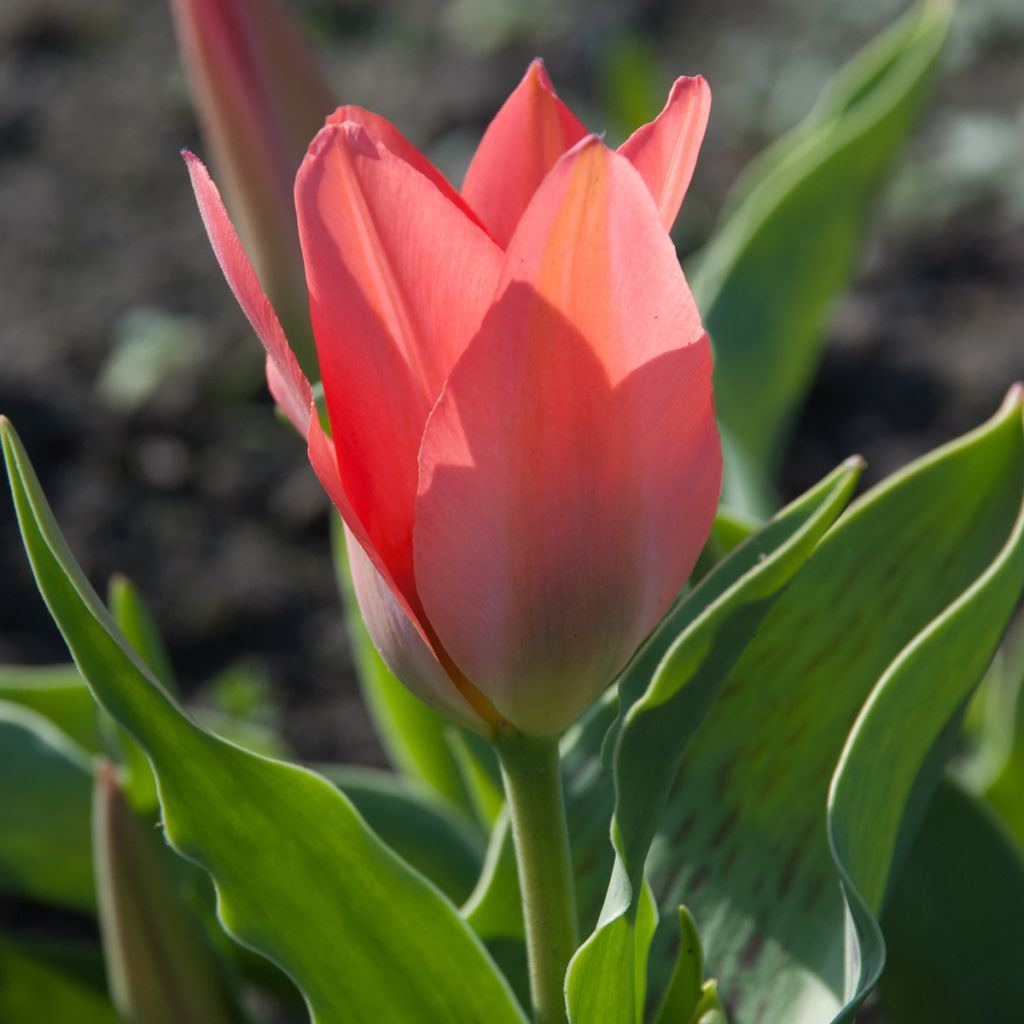 Tulipano greigii Toronto