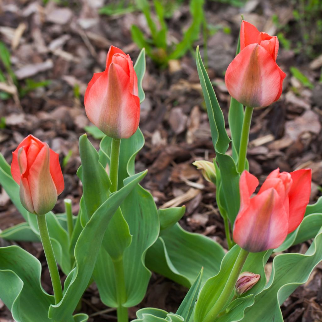 Tulipano greigii Toronto