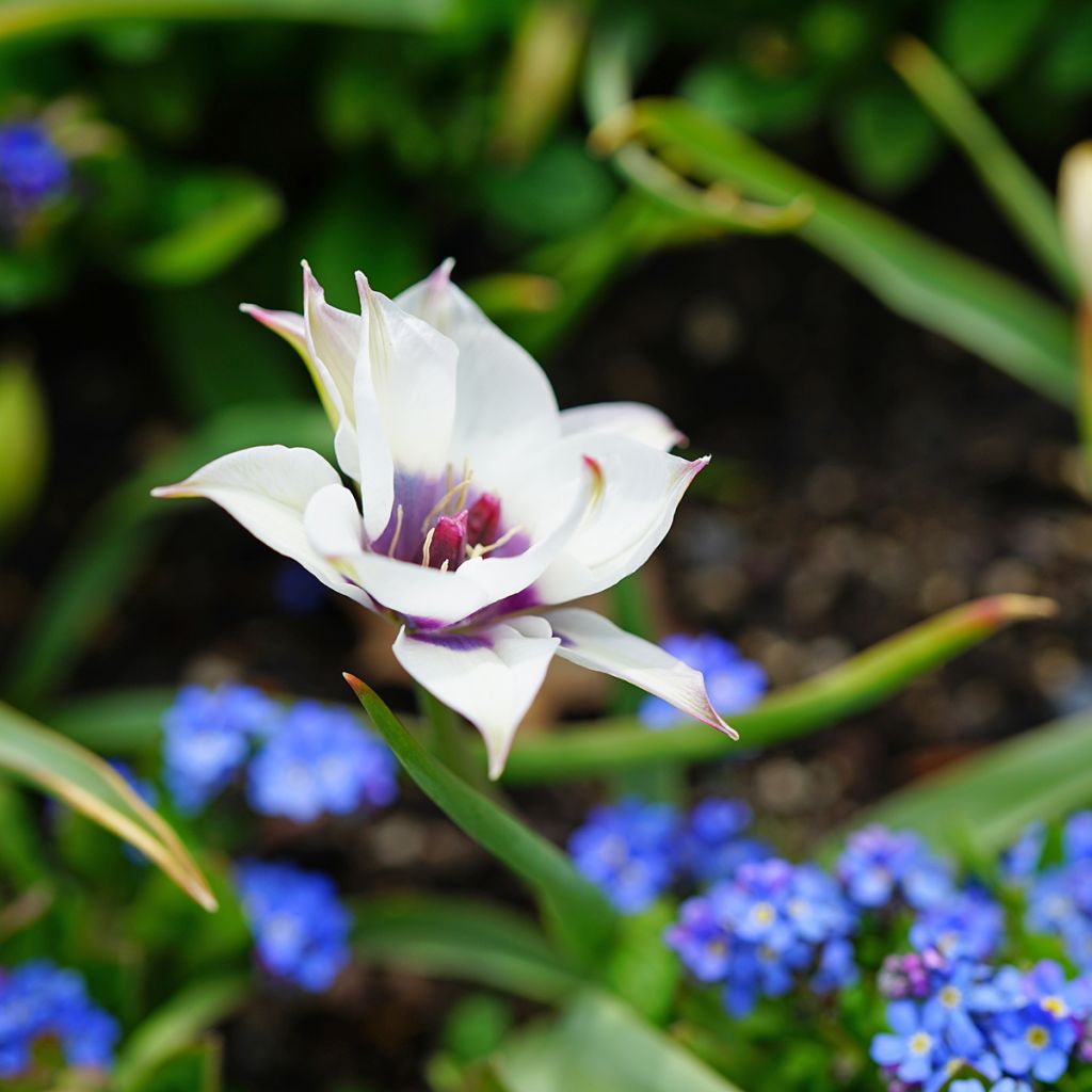 Tulipano humilis Albocaerula Oculata - Tulipano botanico