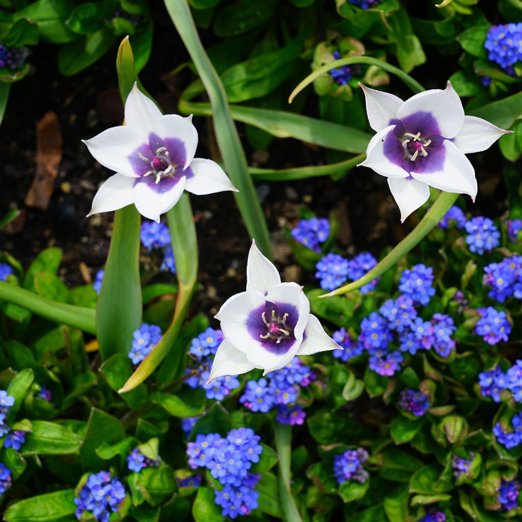 Tulipano humilis Albocaerula Oculata - Tulipano botanico