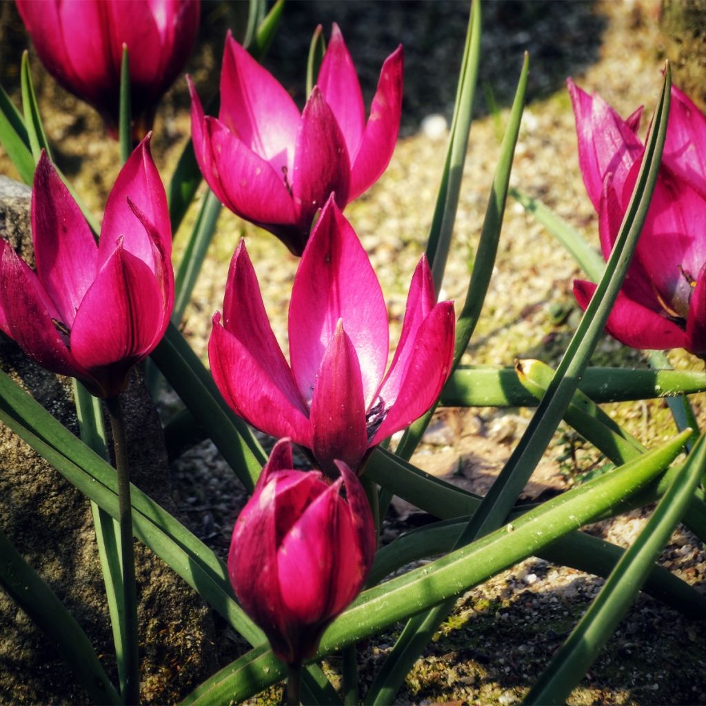 Tulipe botanique humilis