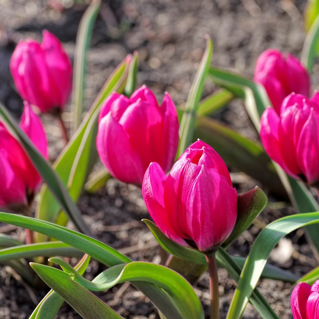 Tulipano humilis var. pulchella Violacea - Tulipano botanico