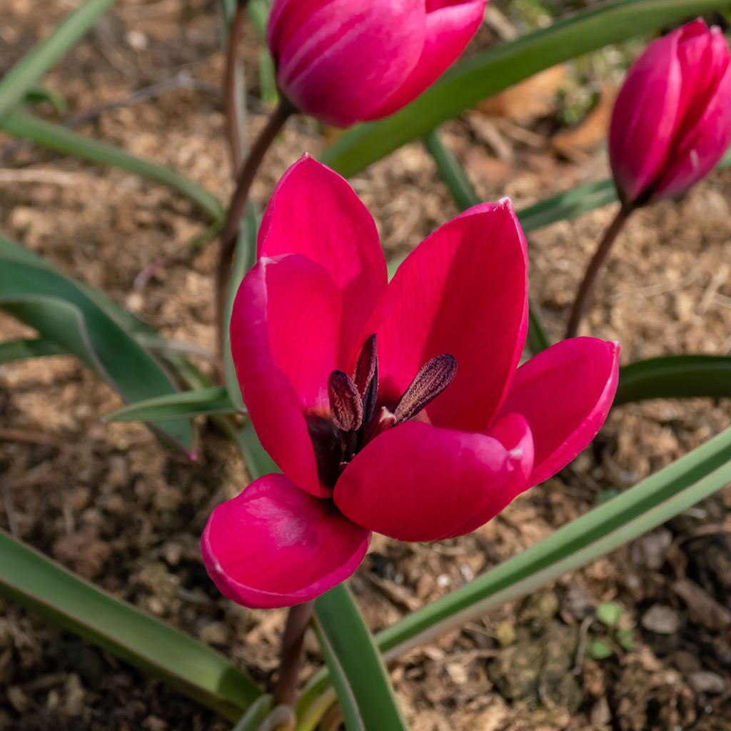 Tulipano humilis var. pulchella Violacea - Tulipano botanico