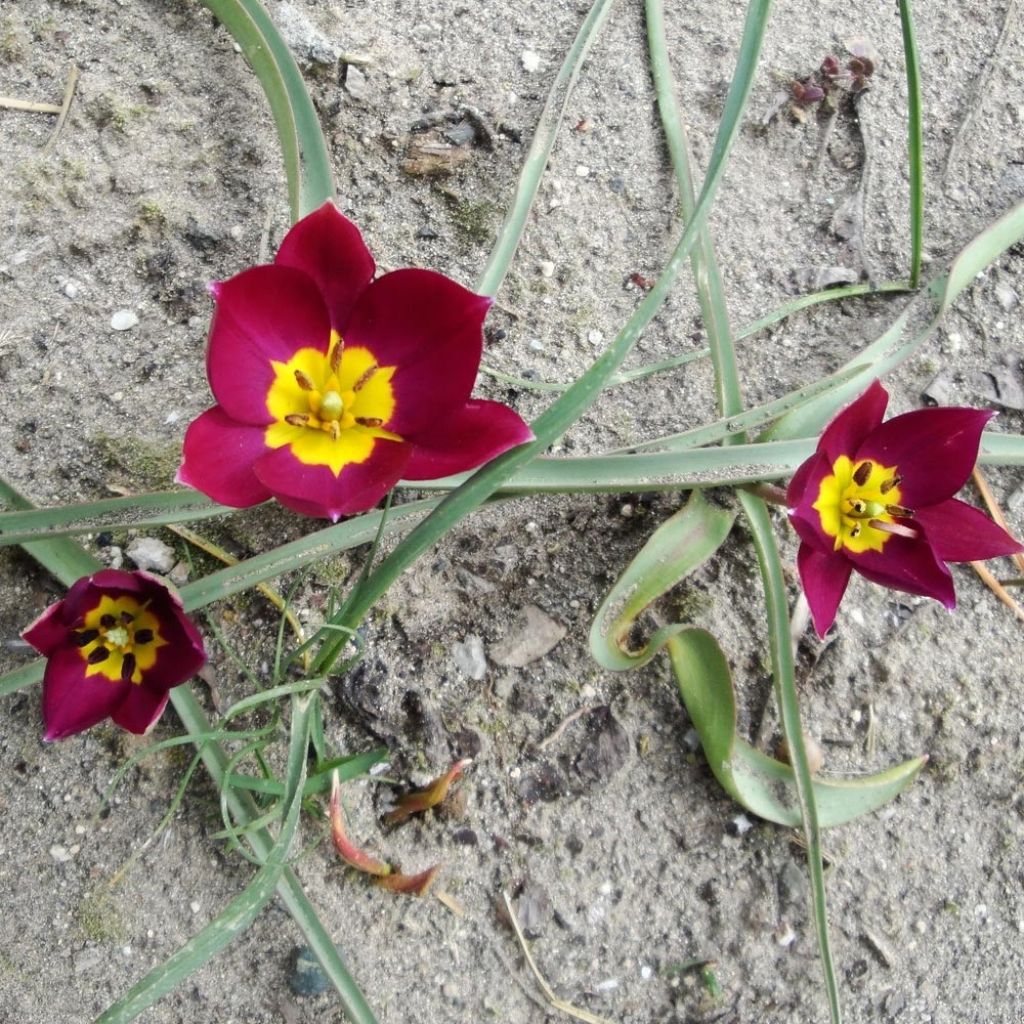 Tulipe botanique humilis pulchella Violacea Yellow Base*