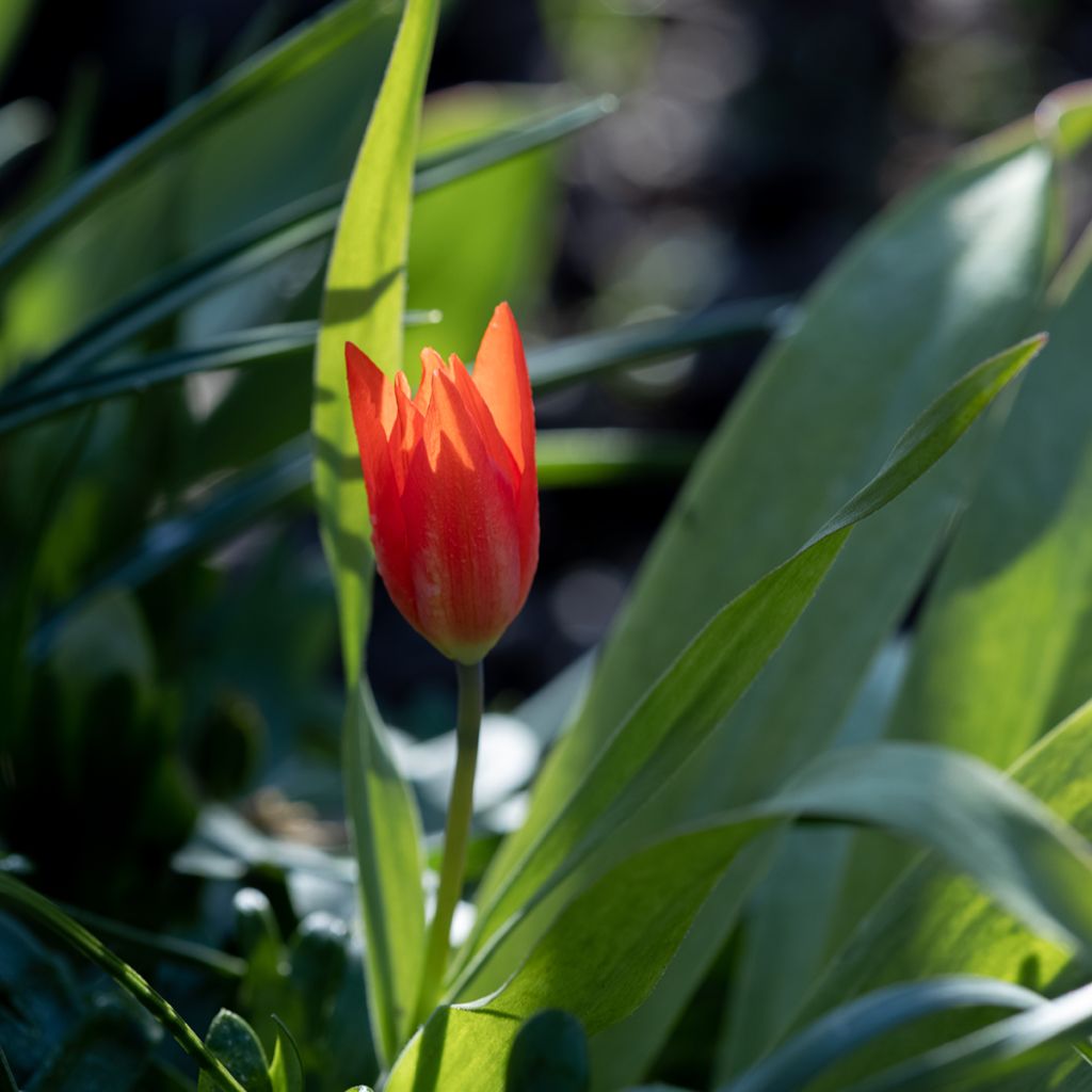 Tulipano kaufmanniana Early Harvest