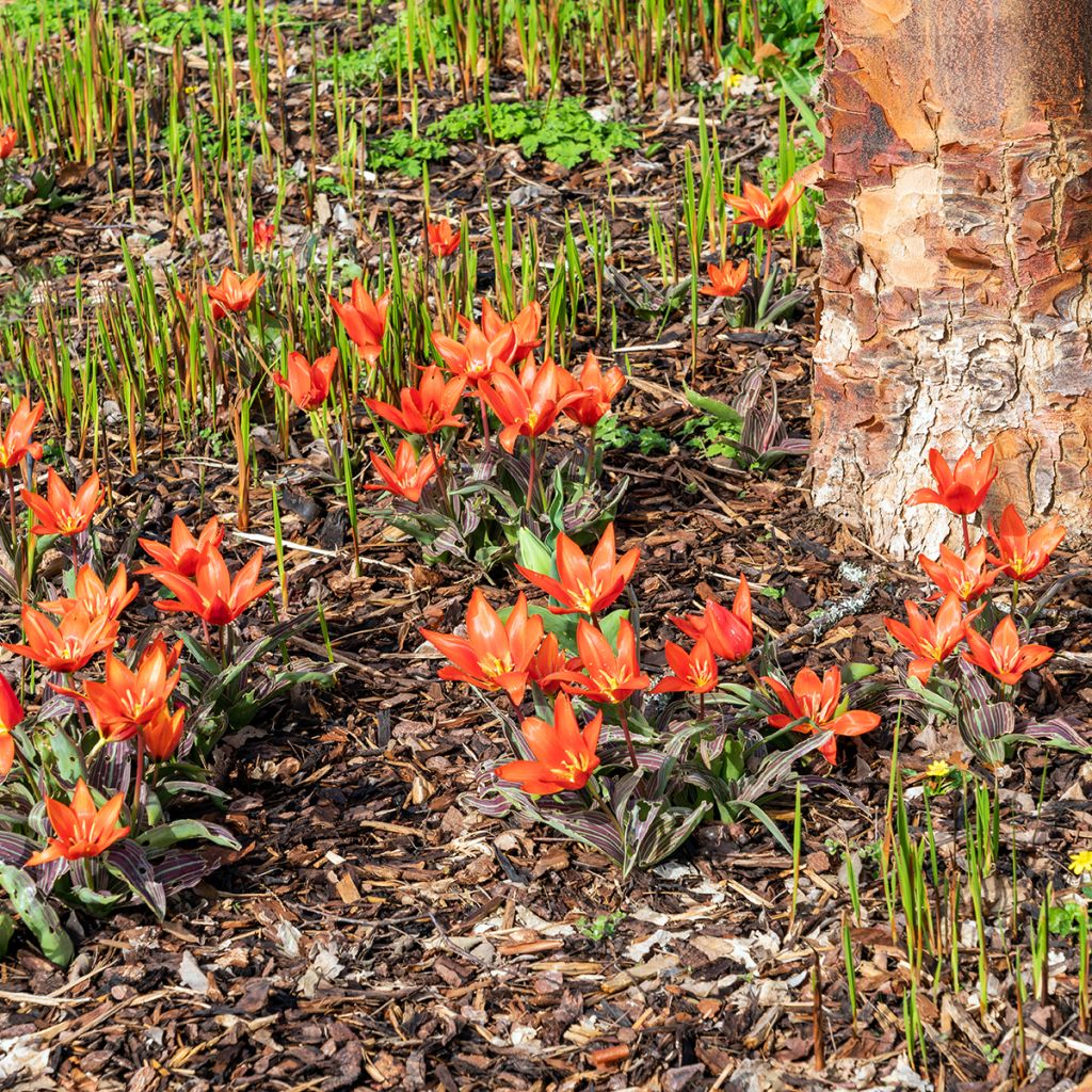 Tulipano kaufmanniana Early Harvest