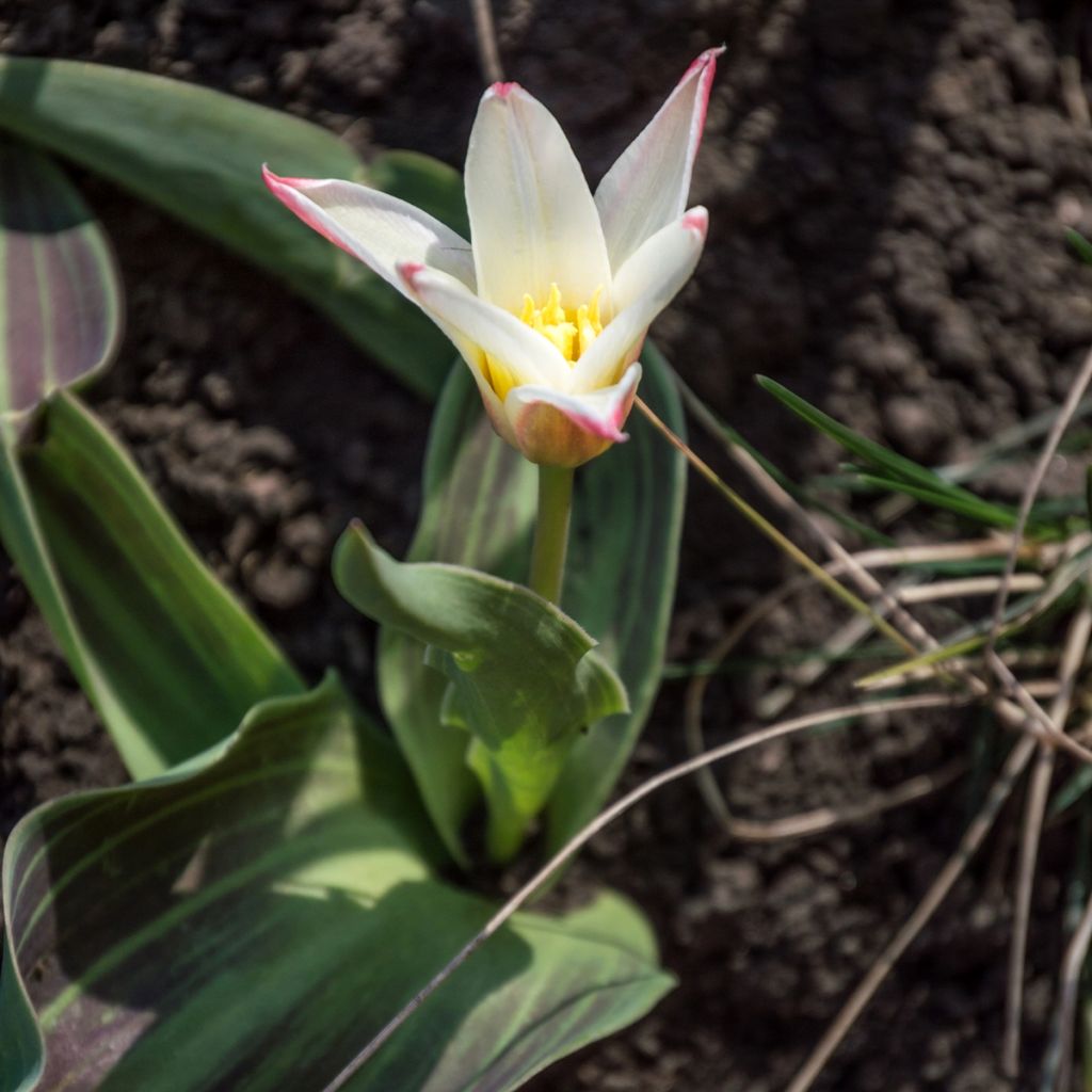 Tulipano kaufmanniana Heart's Delight