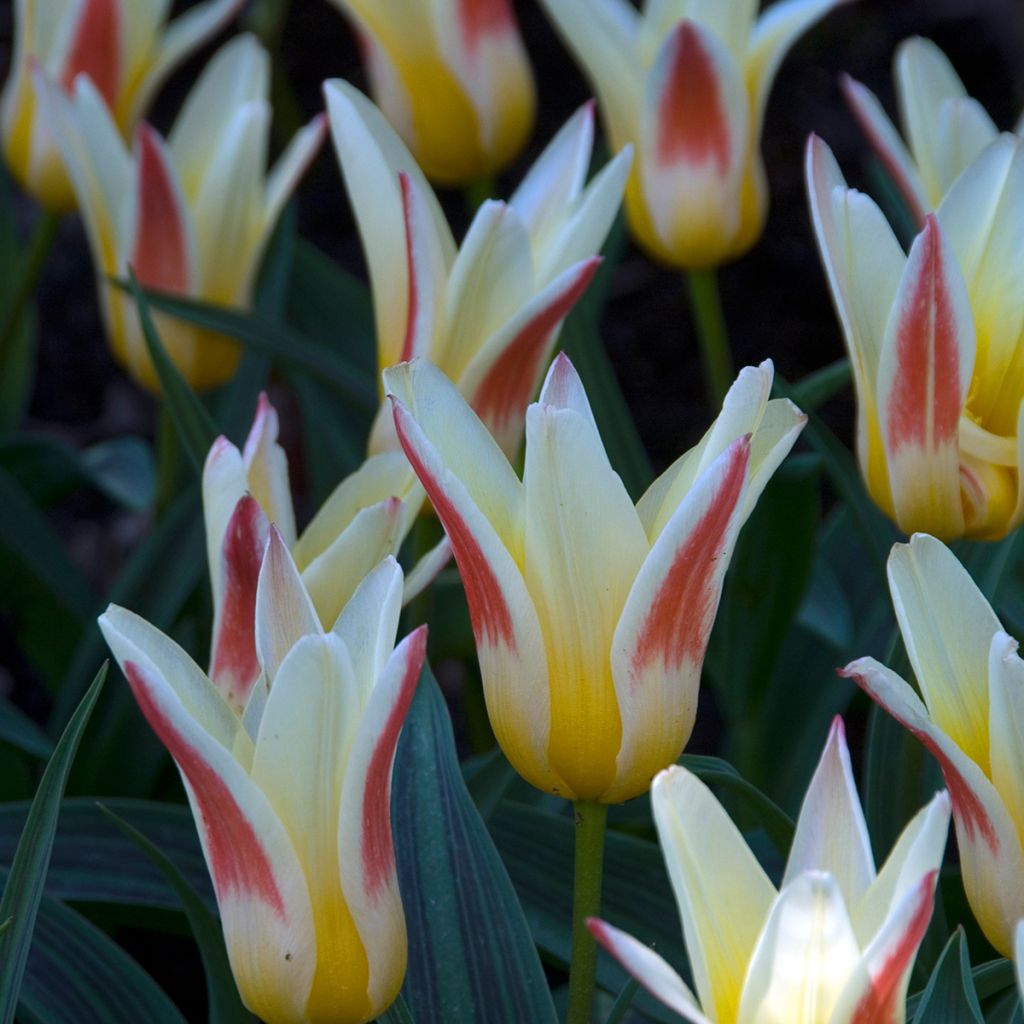 Tulipano kaufmanniana Johann Strauss