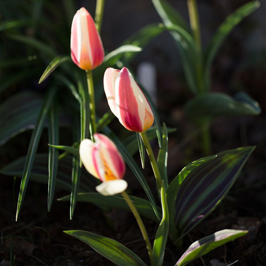 Tulipano kaufmanniana Johann Strauss