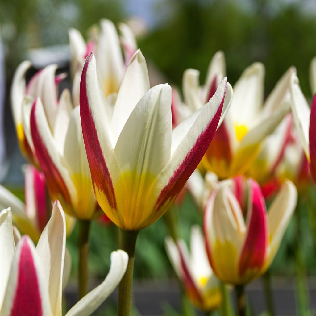 Tulipano kaufmanniana Johann Strauss