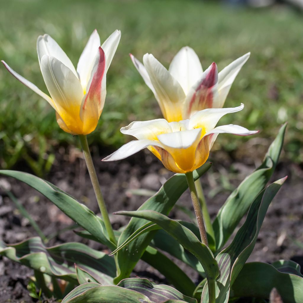 Tulipano kaufmanniana Johann Strauss