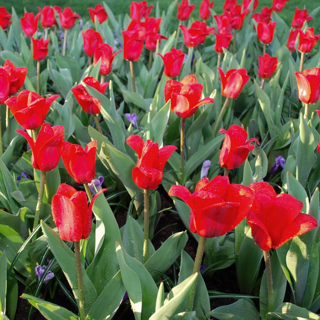 Tulipano kaufmanniana Showwinner