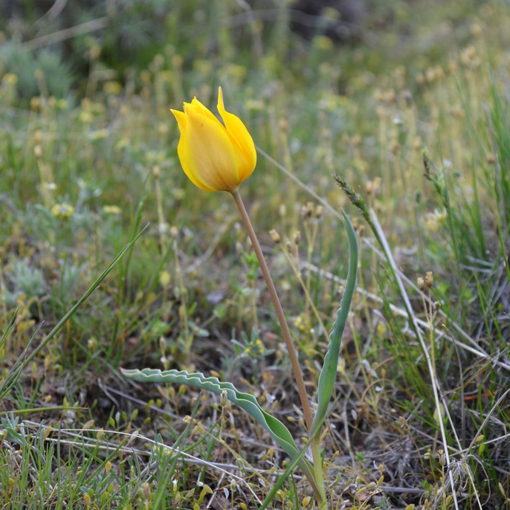 Tulipano kolpakowskiana