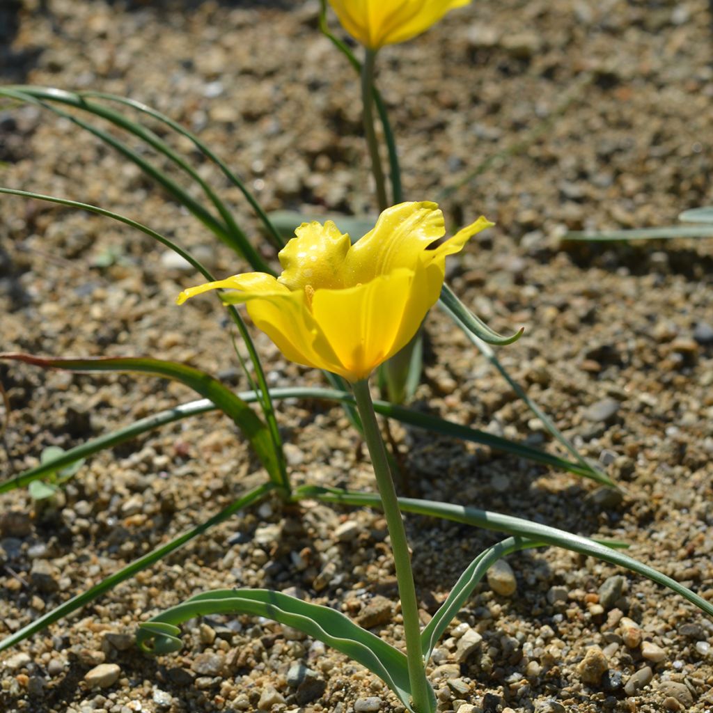 Tulipano kolpakowskiana