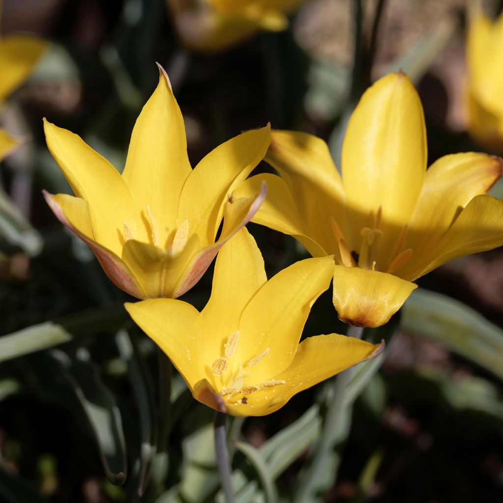 Tulipano kolpakowskiana