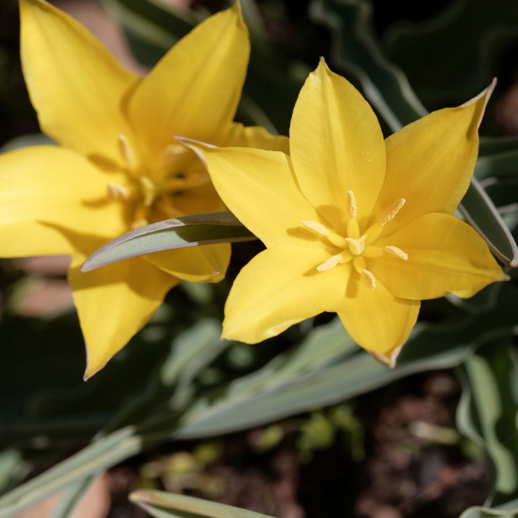 Tulipano kolpakowskiana