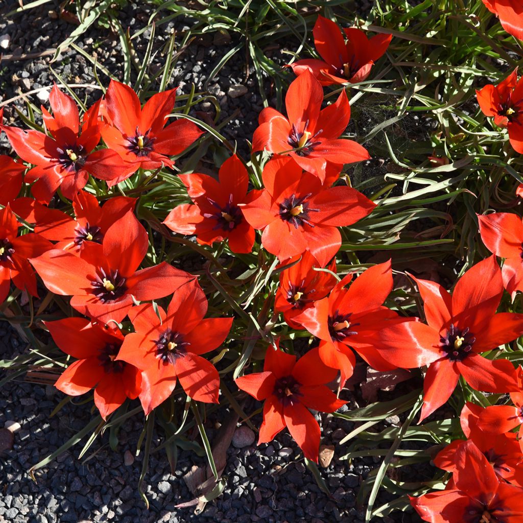 Tulipano linifolia - Tulipano selvatico