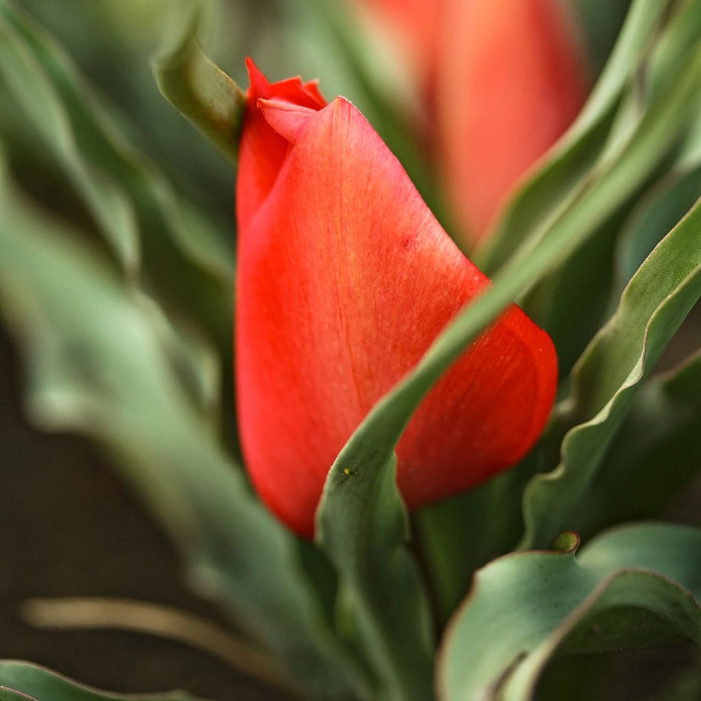 Tulipano linifolia - Tulipano selvatico