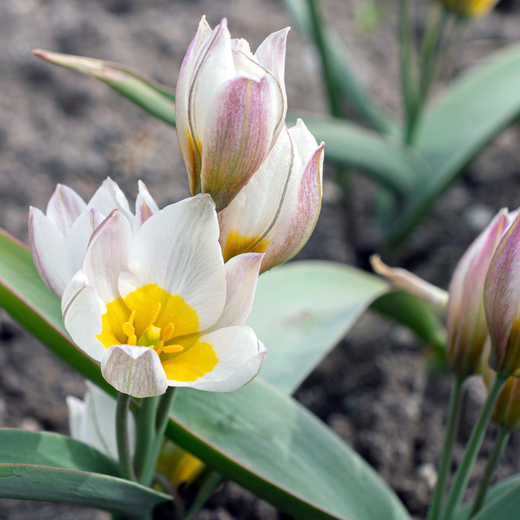 Tulipano polychroma