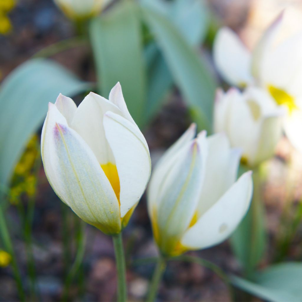 Tulipano polychroma