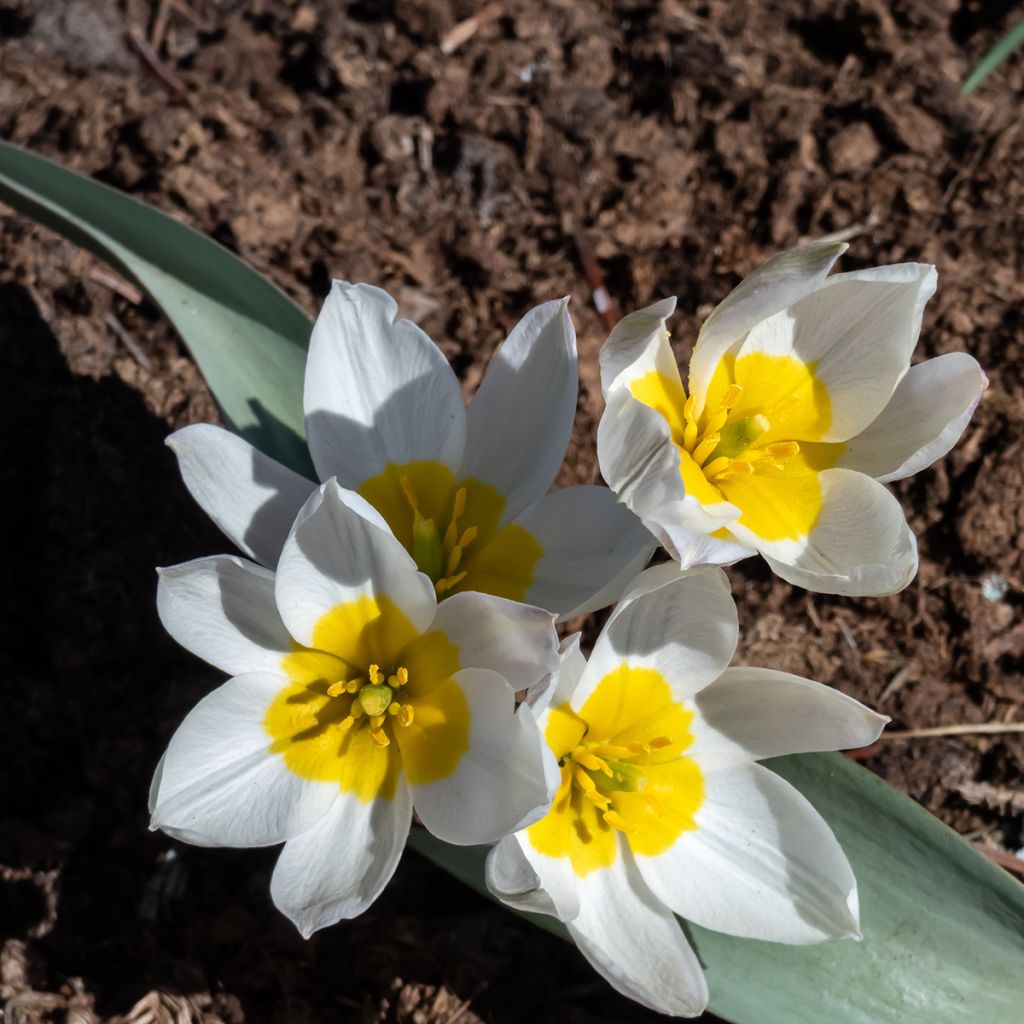 Tulipano polychroma