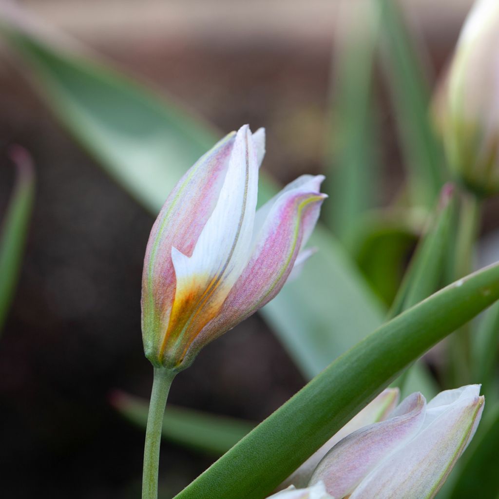 Tulipano polychroma