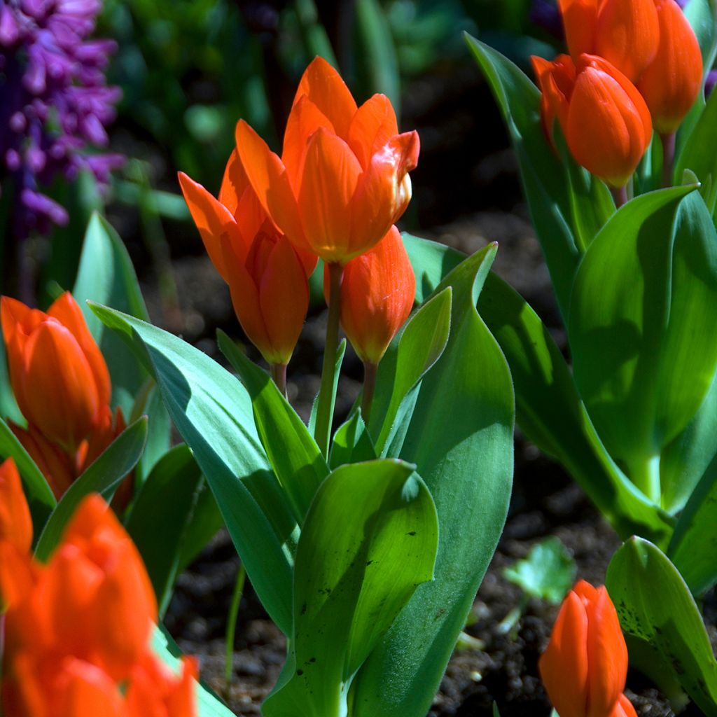 Tulipano praestans Fusilier - Tulipano botanico