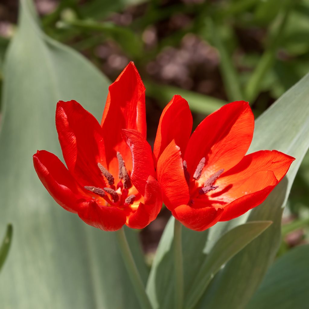 Tulipano praestans Fusilier - Tulipano botanico