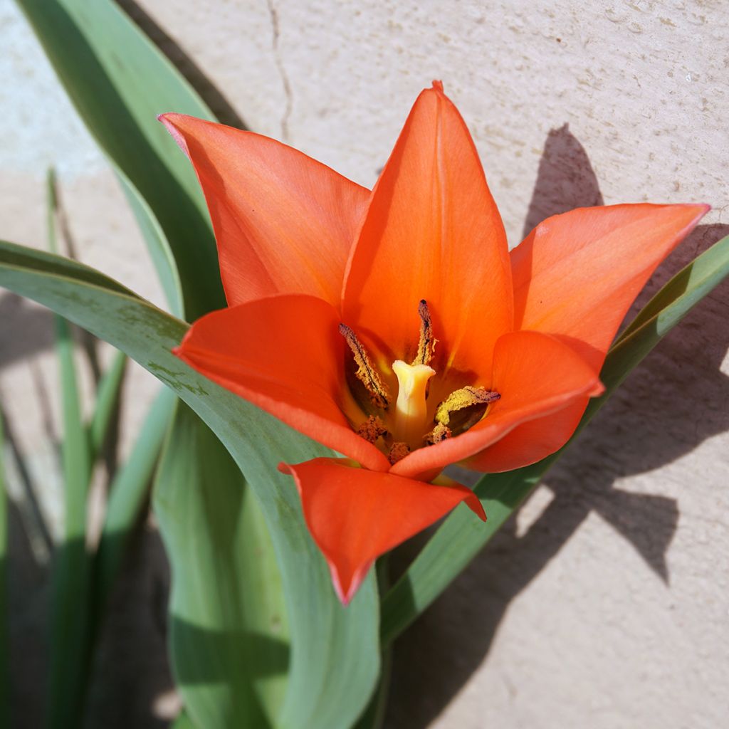 Tulipano praestans Fusilier - Tulipano botanico