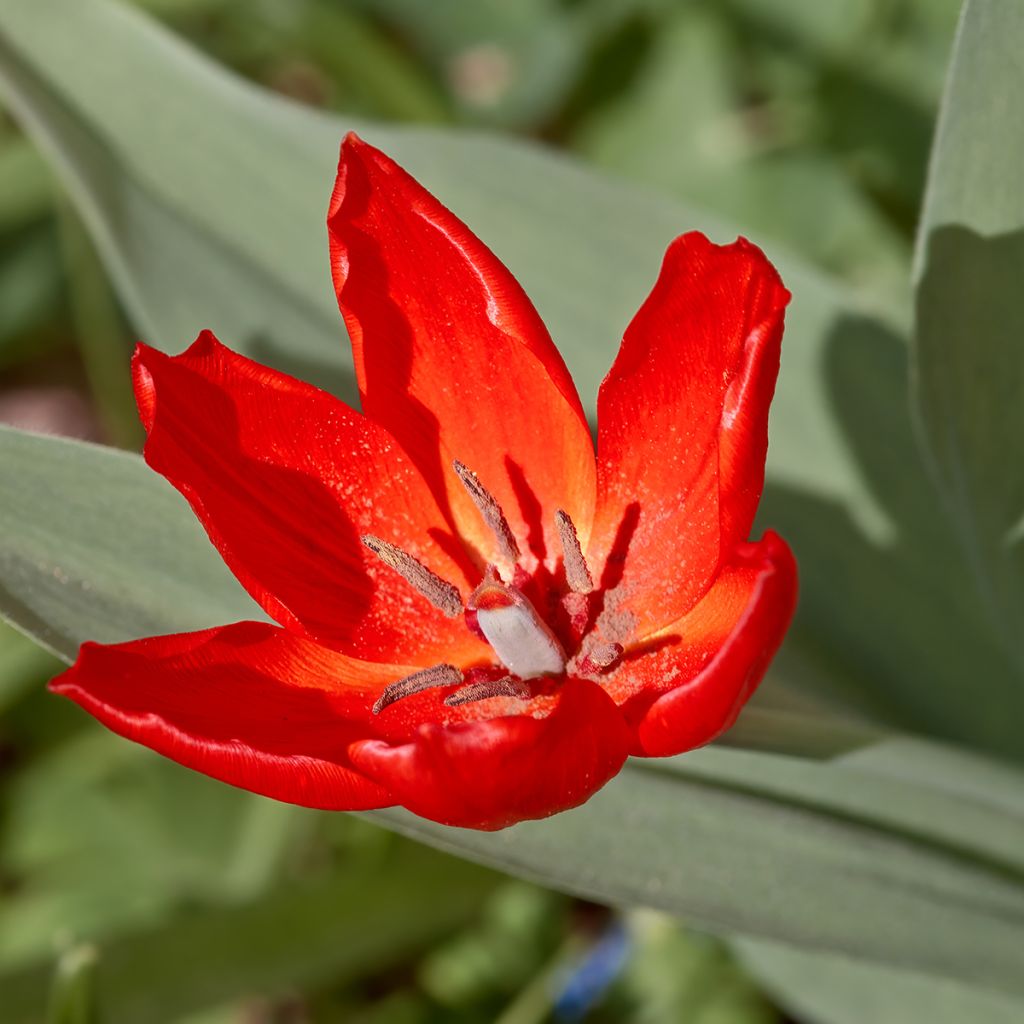 Tulipano praestans Fusilier - Tulipano botanico