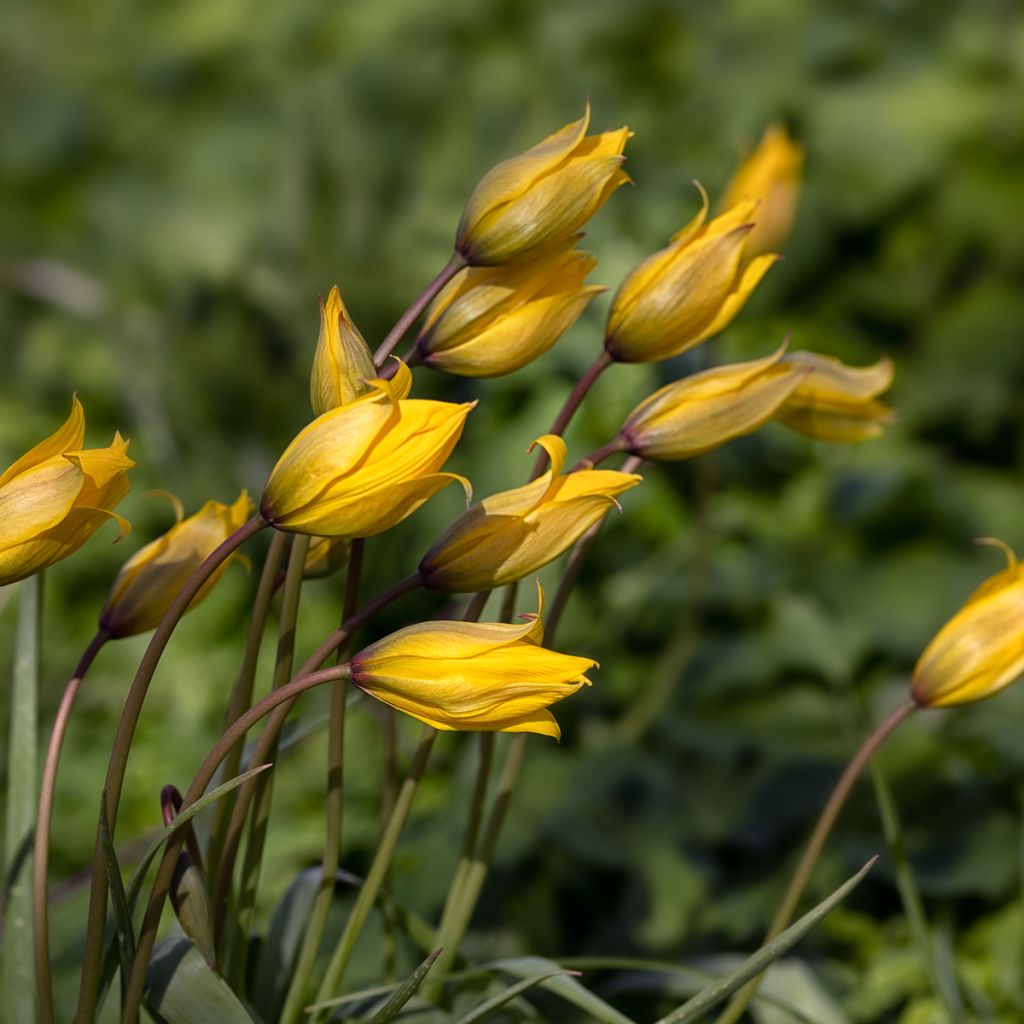 Tulipano sylvestris - Tulipano dei campi