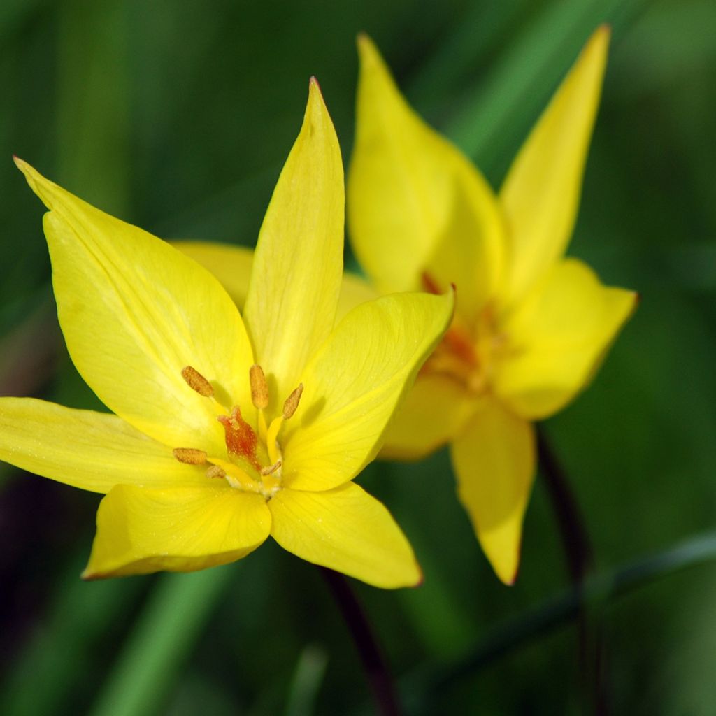 Tulipano sylvestris - Tulipano dei campi