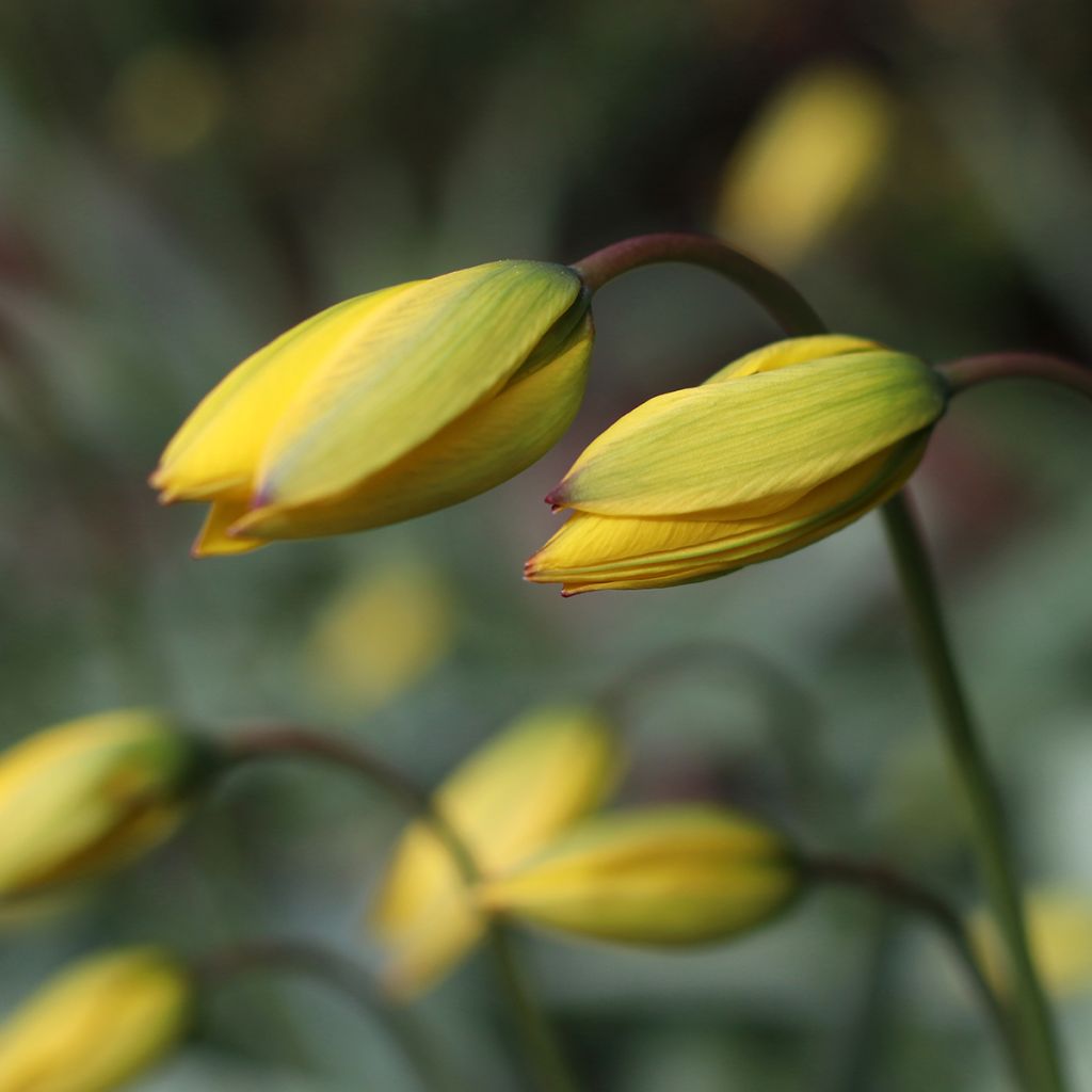 Tulipano sylvestris - Tulipano dei campi