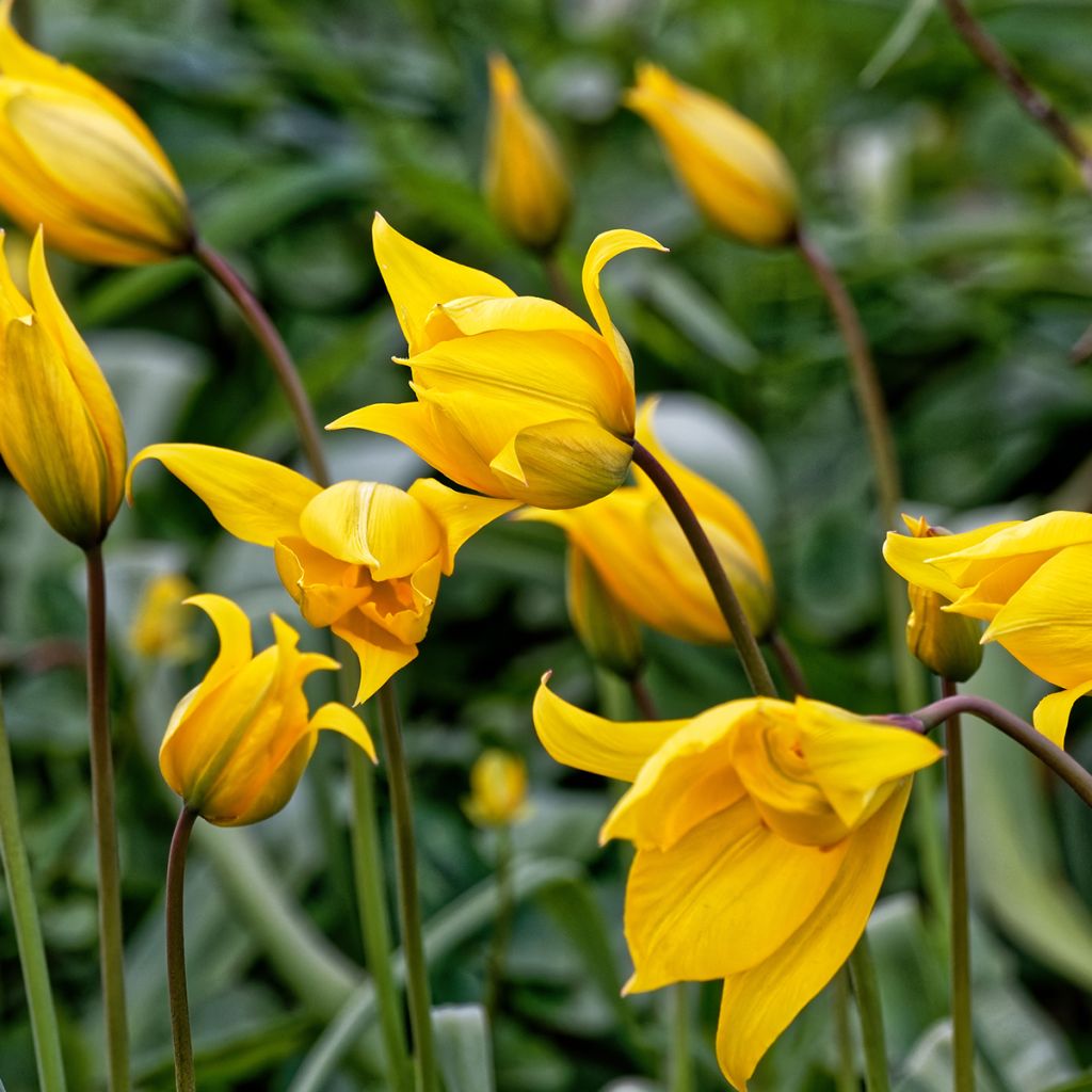 Tulipano sylvestris - Tulipano dei campi