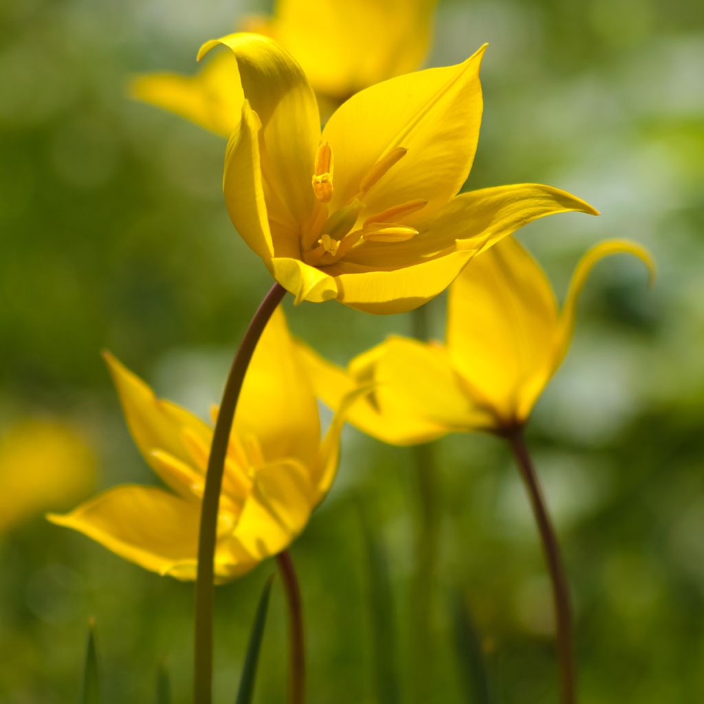 Tulipano sylvestris - Tulipano dei campi