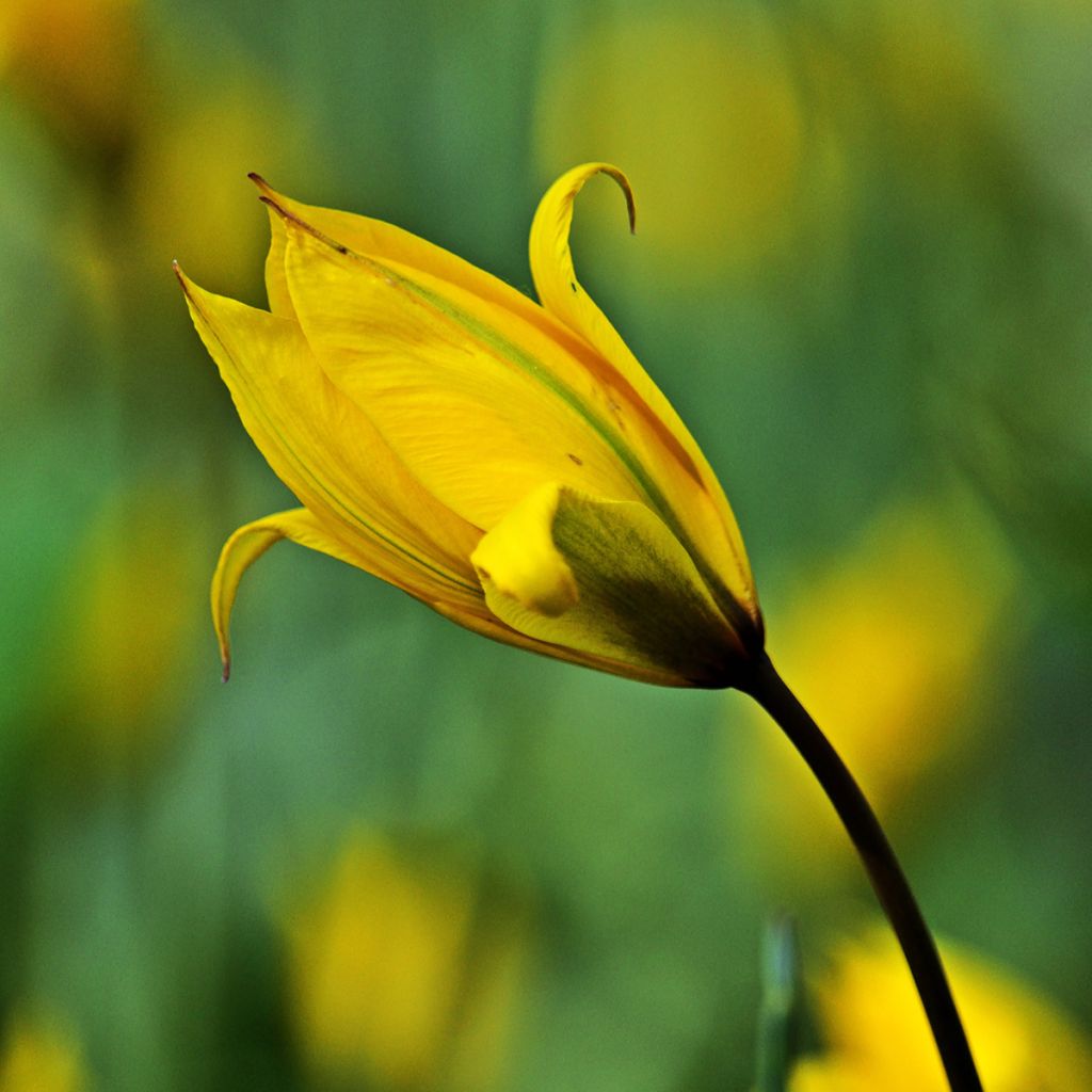 Tulipano sylvestris - Tulipano dei campi