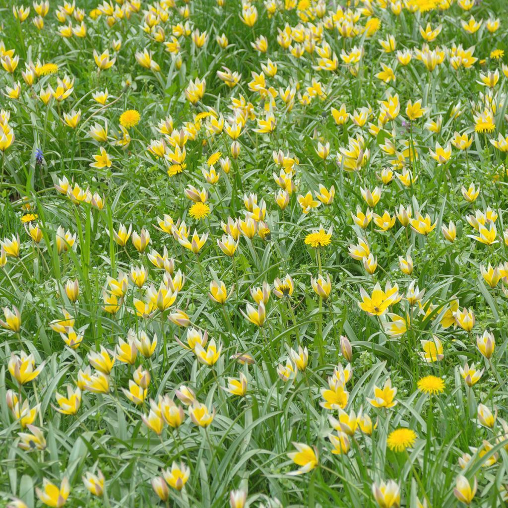 Tulipano sylvestris - Tulipano dei campi