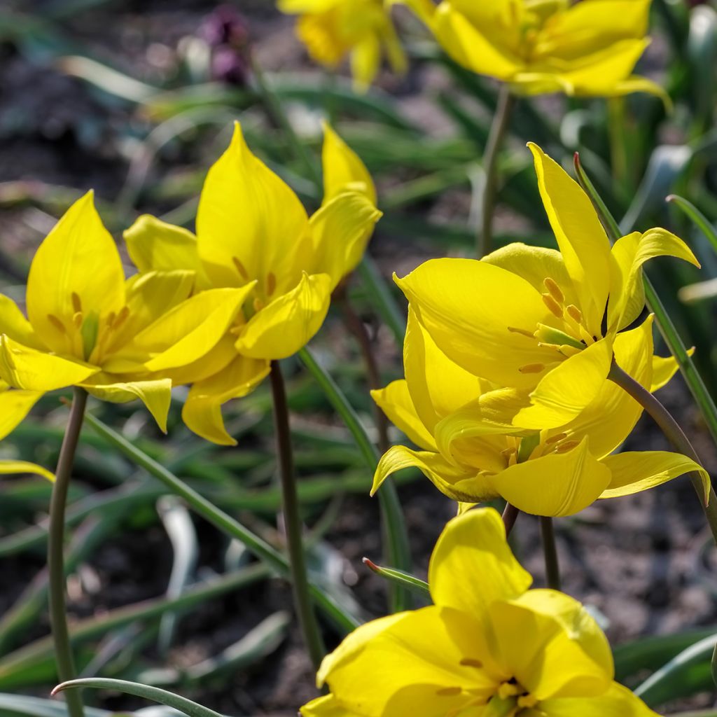 Tulipano sylvestris - Tulipano dei campi