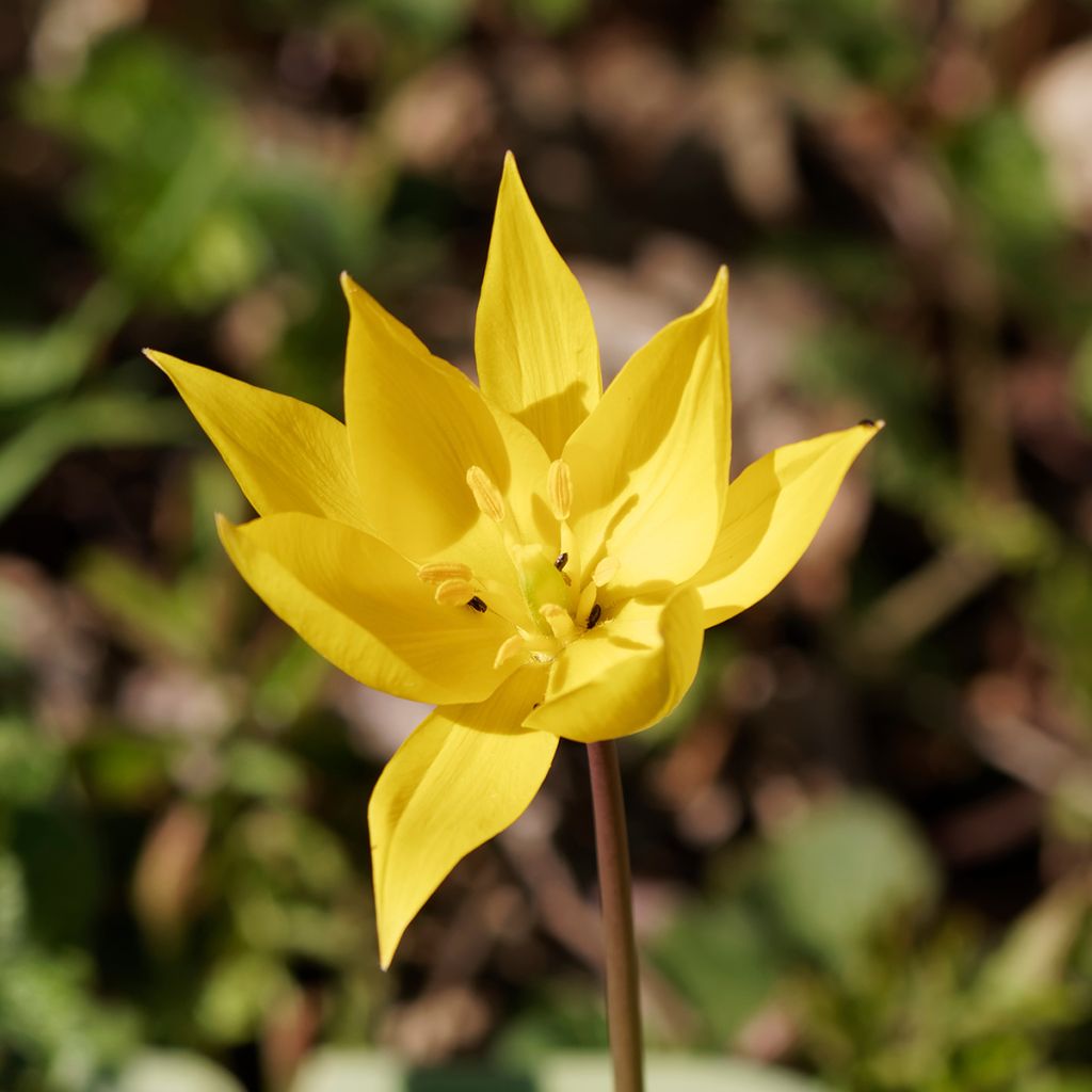 Tulipano sylvestris - Tulipano dei campi