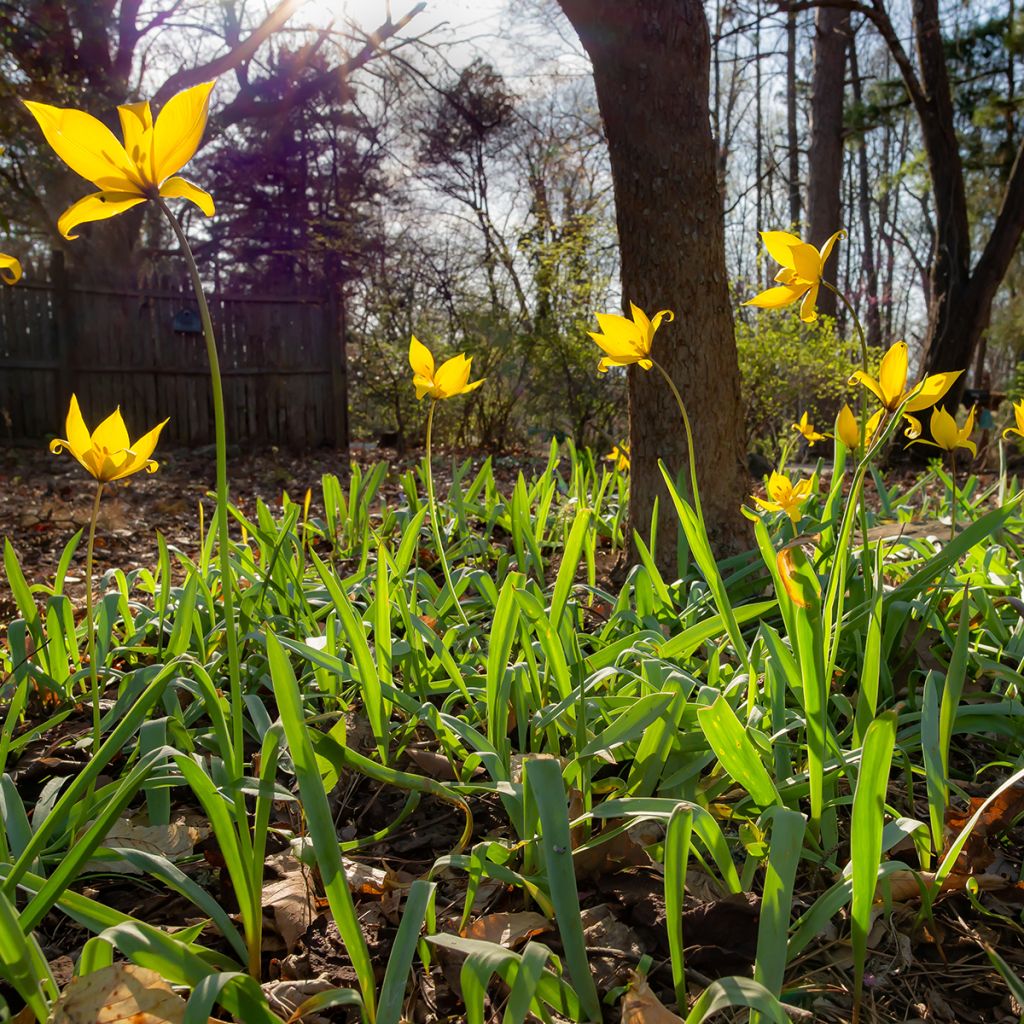 Tulipano sylvestris - Tulipano dei campi