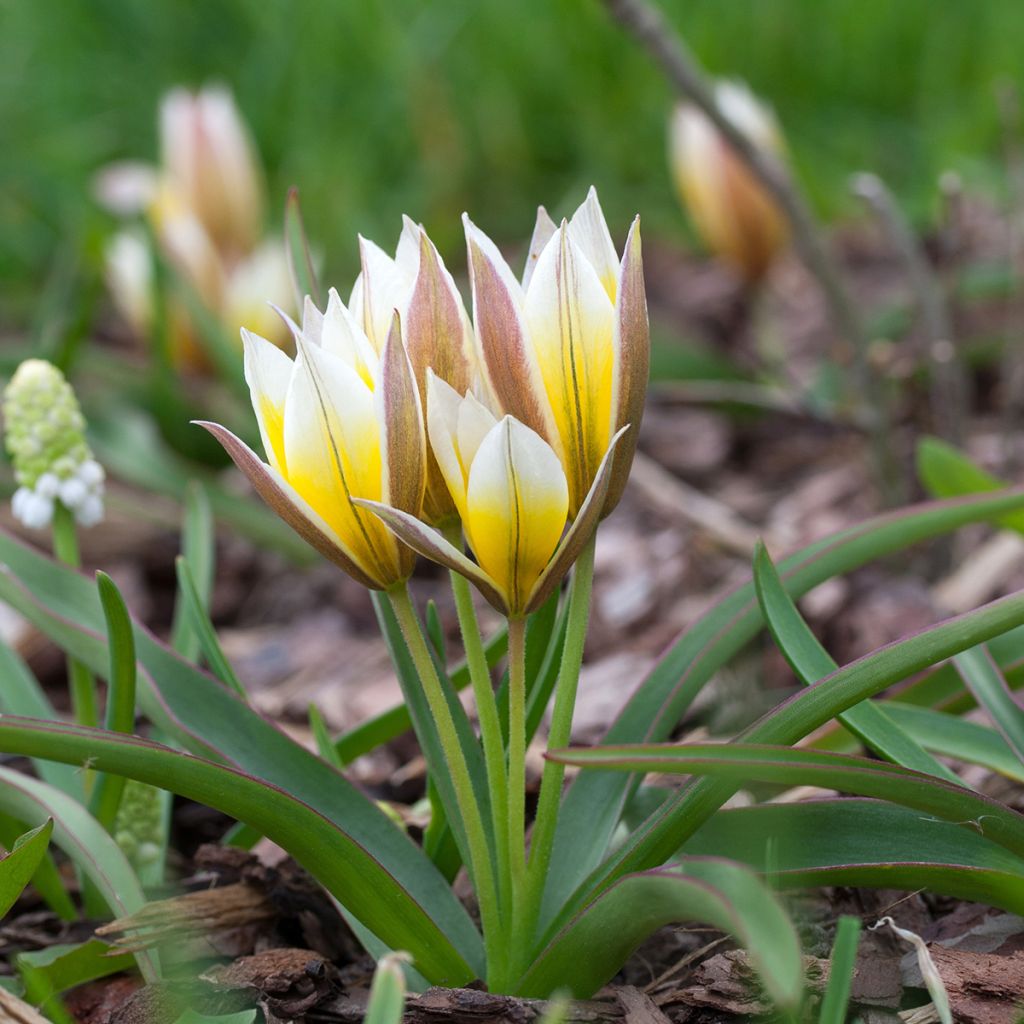 Tulipano tarda - Tulipano botanico