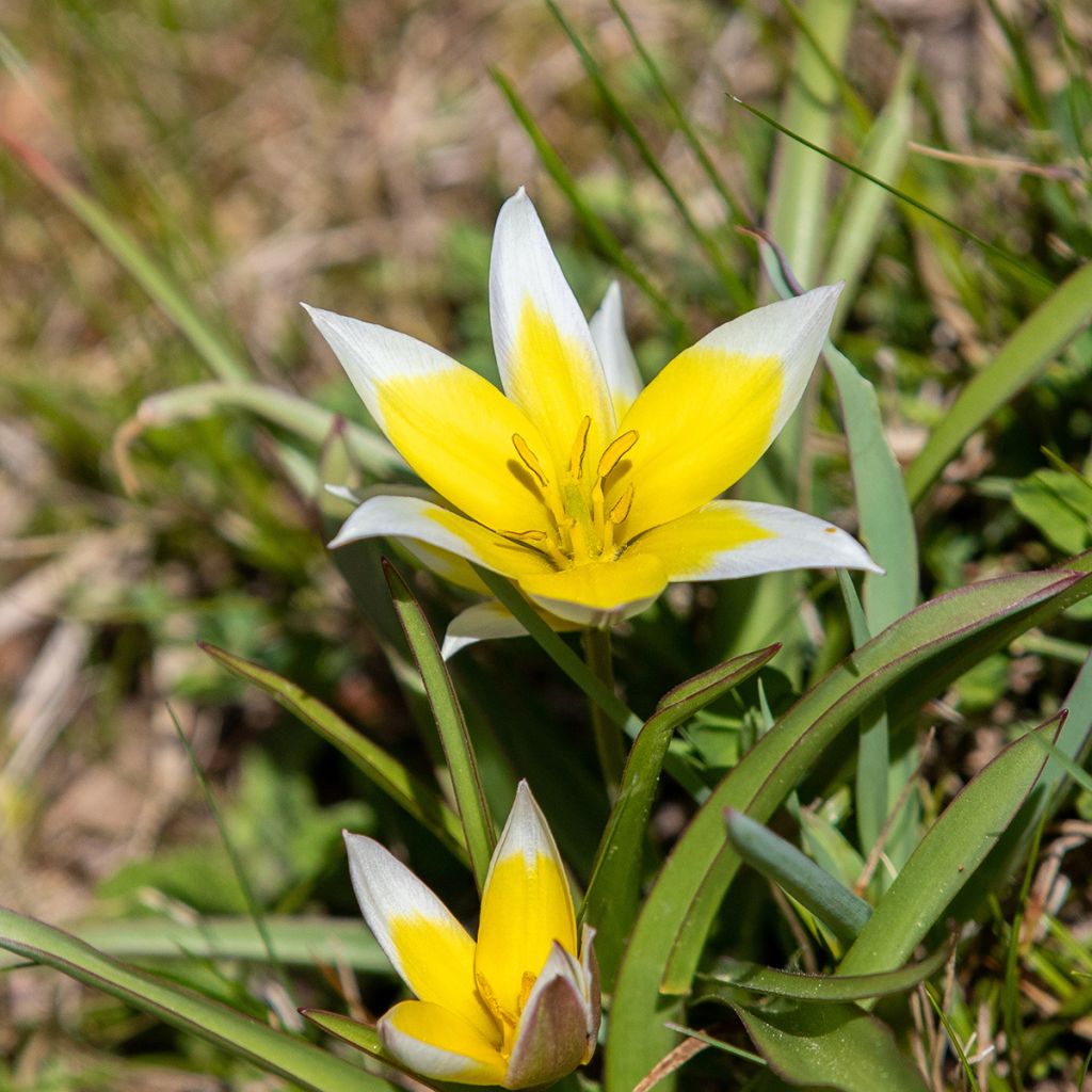 Tulipano tarda - Tulipano botanico