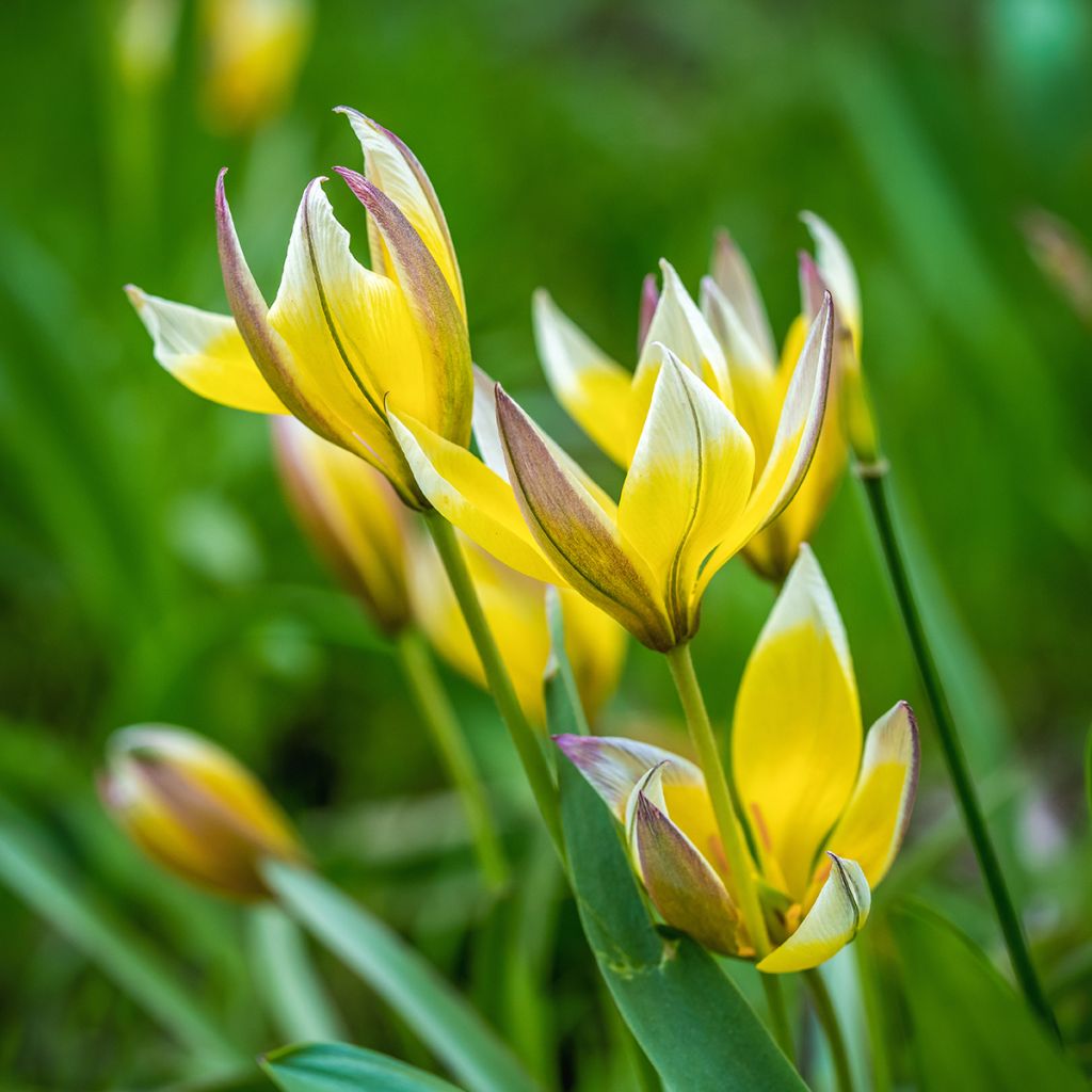 Tulipano tarda - Tulipano botanico