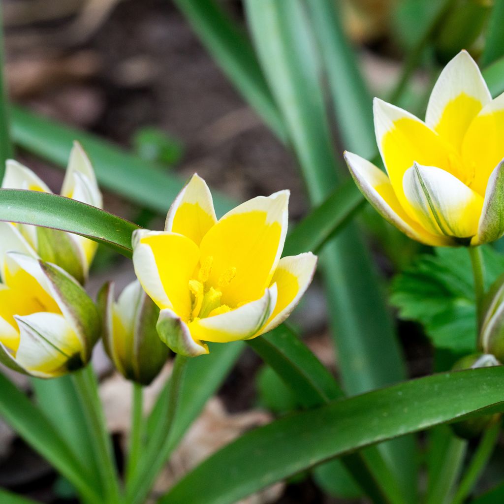 Tulipano tarda - Tulipano botanico