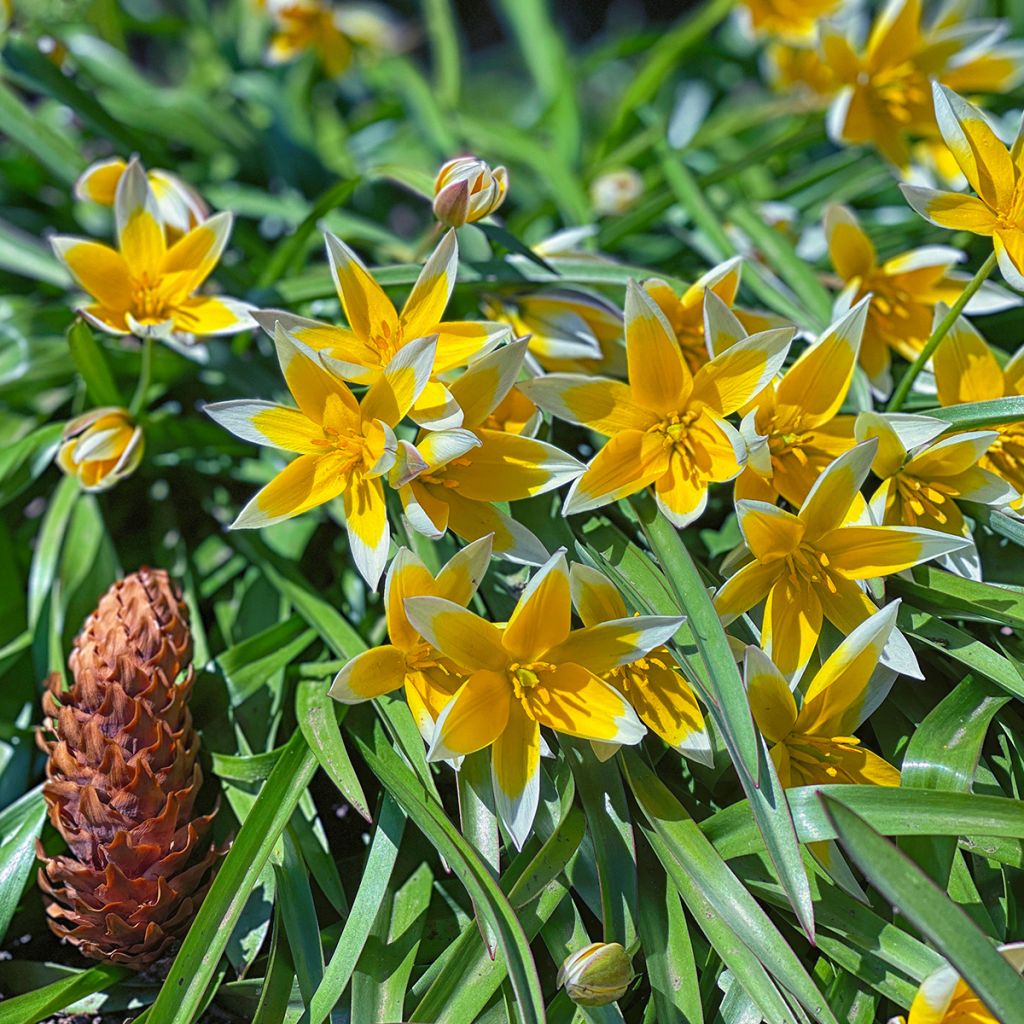 Tulipano tarda - Tulipano botanico