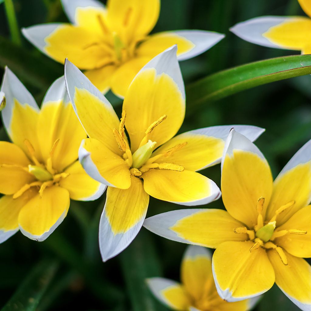 Tulipano tarda - Tulipano botanico