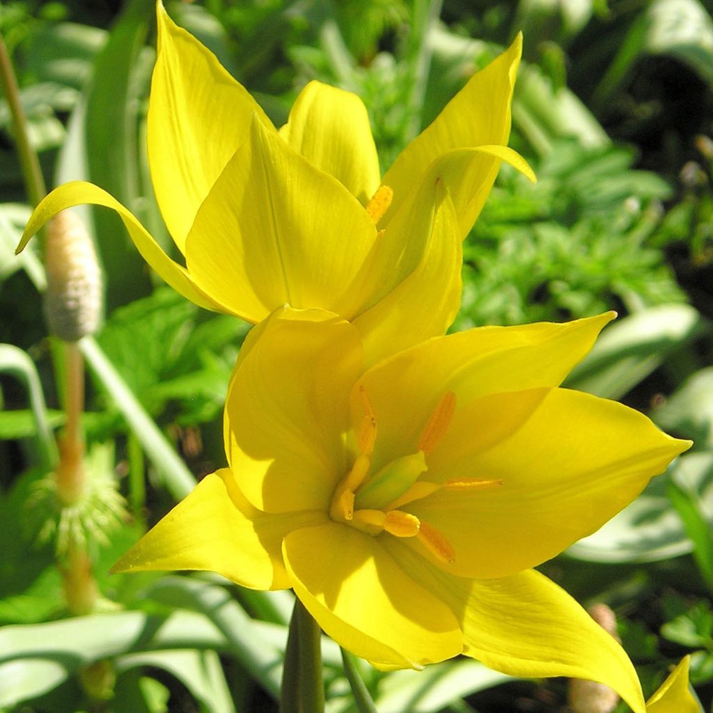 Tulipe botanique urumiensis