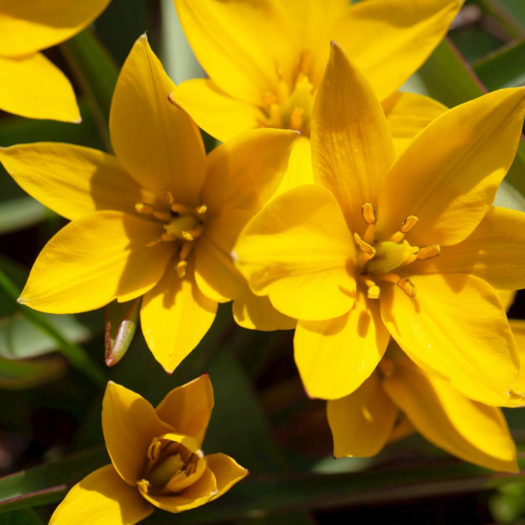 Tulipano urumiensis - Tulipano botanico