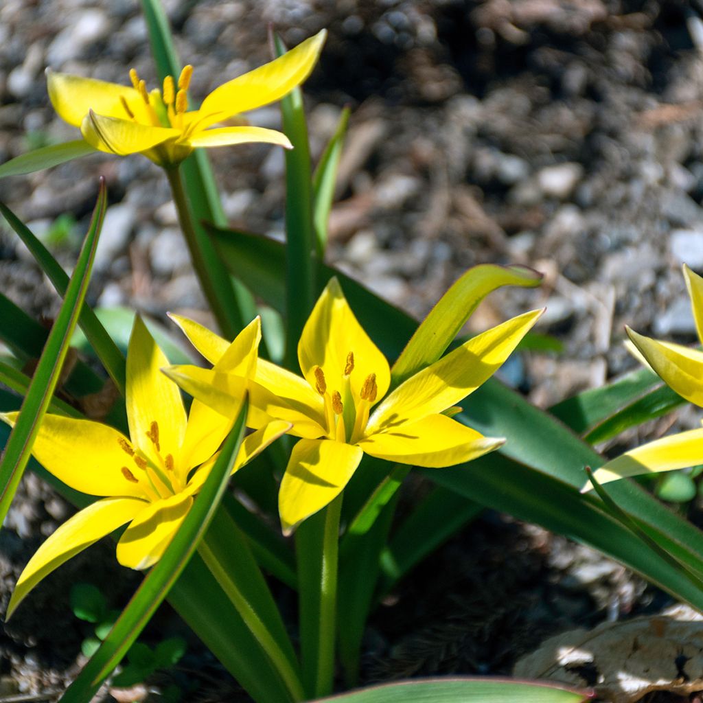 Tulipano urumiensis - Tulipano botanico